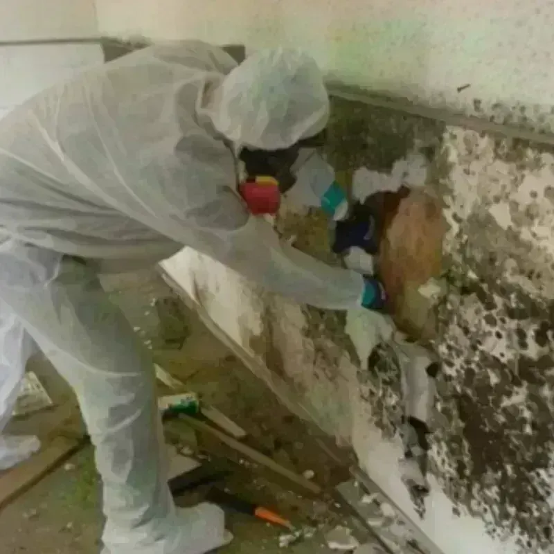 Mold Remediation and Removal in Saint Jo, TX